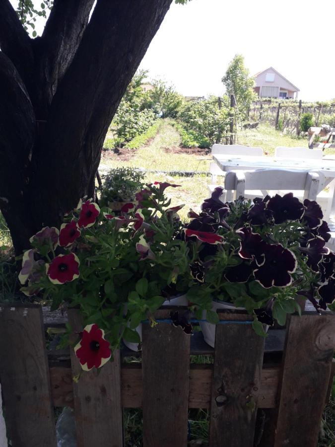 Anza Camping Szkodra Zewnętrze zdjęcie